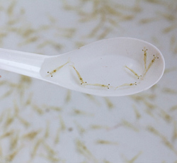 Water Quality